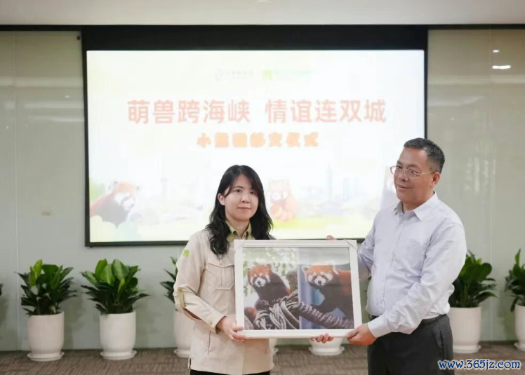 5日，在上海动物园举行的小熊猫叮嘱典礼上，上海园廉正式向台北市立动物园叮嘱了小熊猫的饲养贵府与影像纪录，两边还互赠了缅想礼品。（沪台通微信公众号）